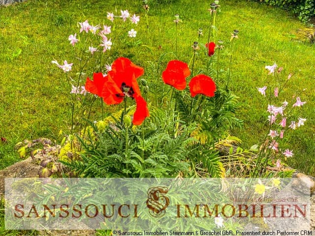 Mohnblumen